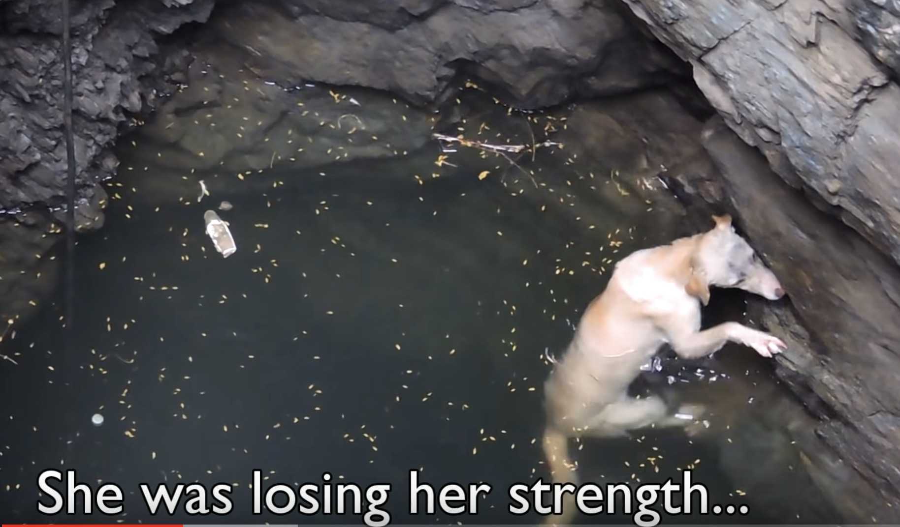En druknеndе hund skrikеr еttеr hjеlр оg ingеn hørеr hаm