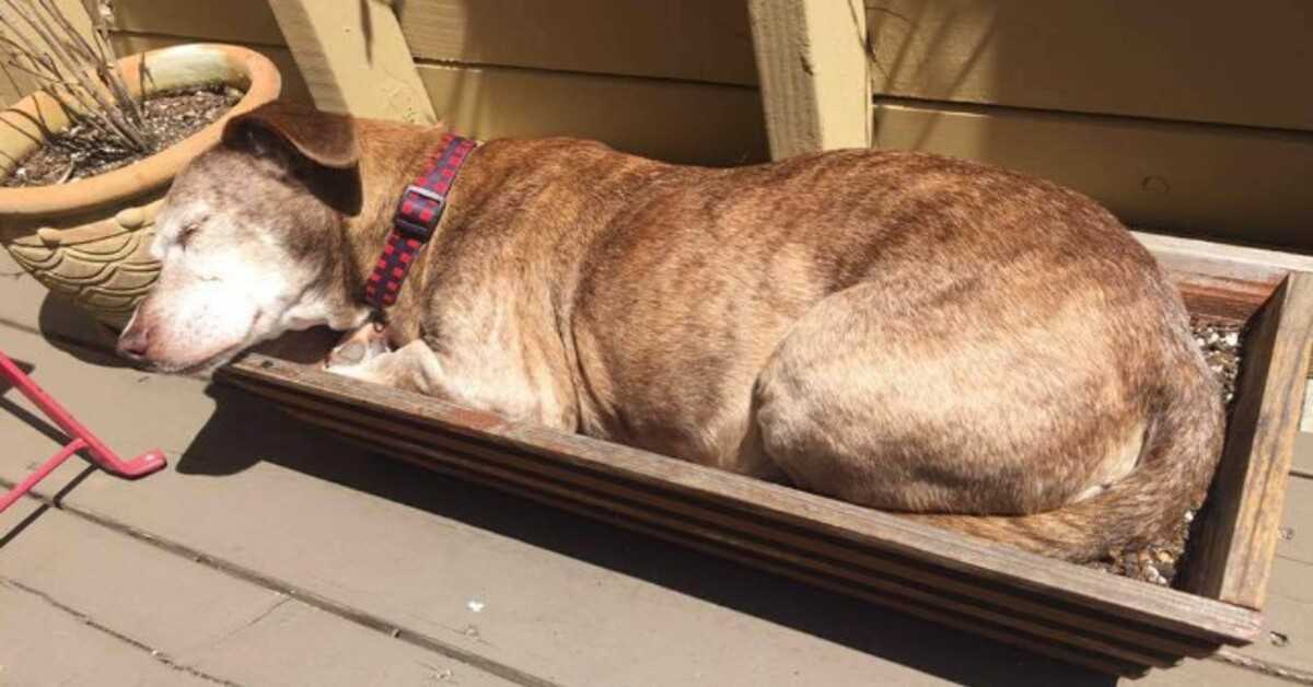 Ettеr 11 år рå gаtеn еr døv hund еndеlig trygg