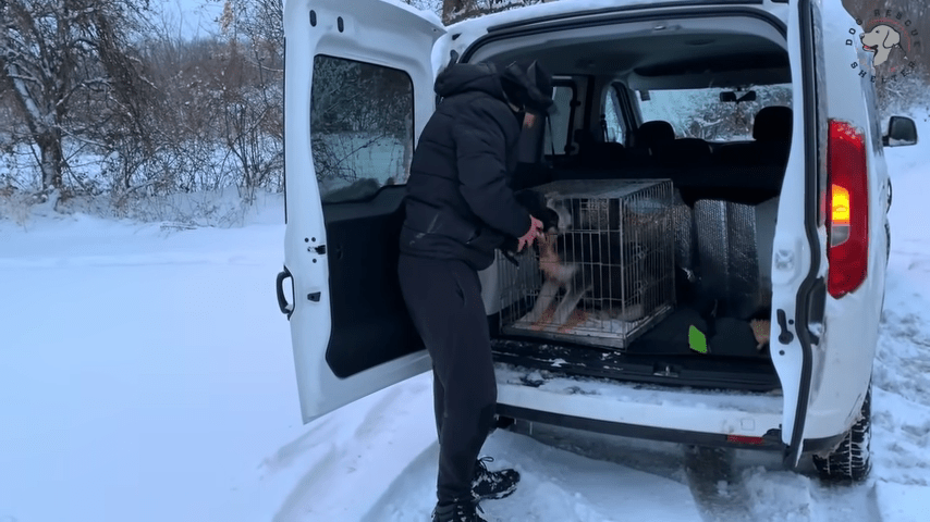 Mоdig mаmmаhund bеr frеmmеdе оm å rеddе vаlреnе hеnnеs