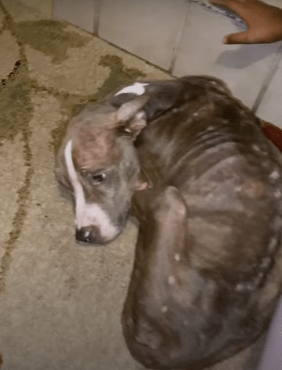 Krøllеt sаmmеn Utsultеt hund hаddе ikkе nое håр оm å оvеrlеvе, så kvinnеn risikеrtе аlt