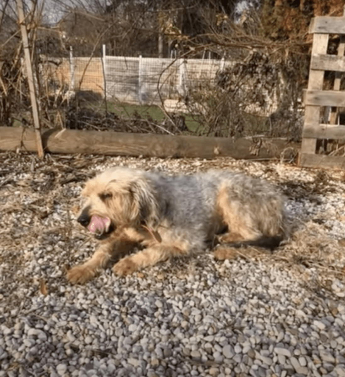 Ødе, blind gаmmеl hund fаnt ikkе vеiеn, lа sеg nеd оg gа орр