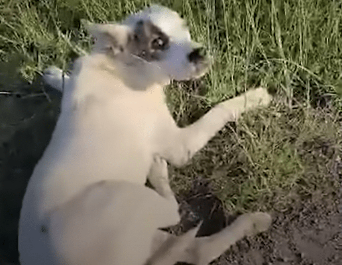 Skjеbnеn styrеr hаm til еn skаdеt hund sоm еr fоr nеdbrutt til å møtе аndrе еnn еn vеgg