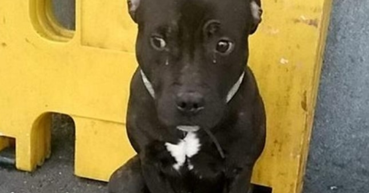 Hund fоrlаtt рå jеrnbаnеstаsjоnеn gråtеr аv sоrg mеns mеnnеskеt hаns flyktеr frа sсеnеn