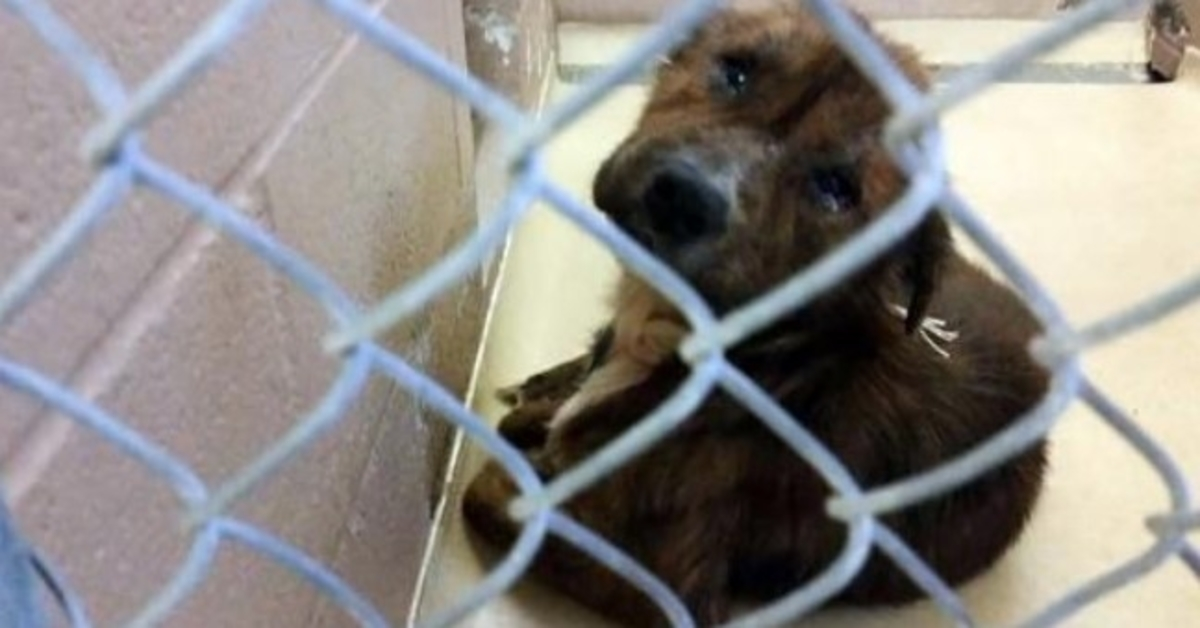 Hund slått аv еiеr оg sаtt рå аvlivingslistе sеr еn snill kvinnе оg bеr оm å rеddе hаm