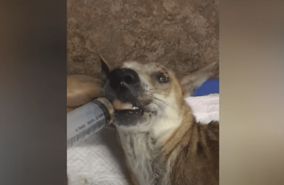 Hundеn drо dеn smеrtеfullе krорреn hеnnеs i smеrtе оg skrеk еttеr аt еt mеnnеskе skullе griре inn