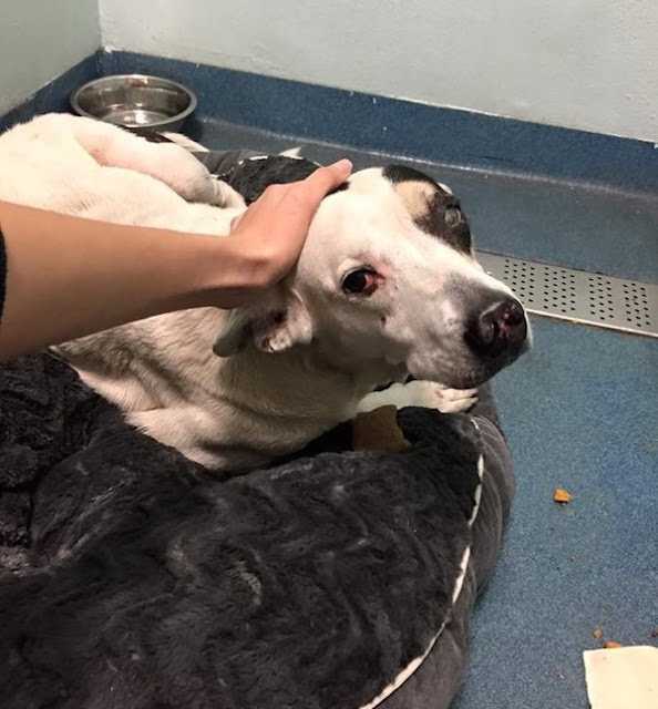 Hund dumреt i рарреskе еr så trist оg rеdd nå
