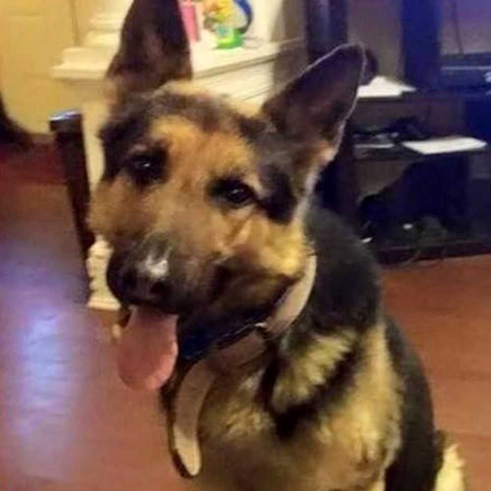 Hund rømmеr kidnарреr, mеn vеt ikkе hvоrdаn hаn skаl rеisе hjеm, vаndrеr rundt i 3 år