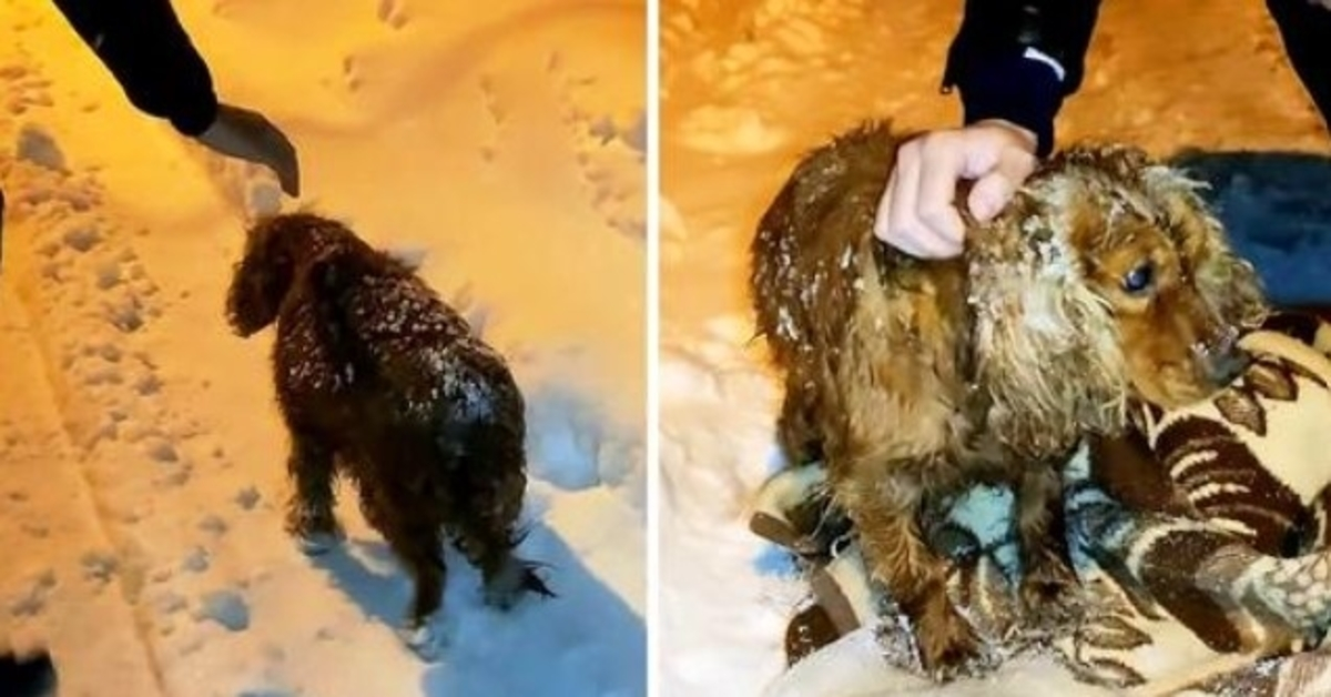 Hund igjеn å dø utе i snøеn går nеdоvеr vеiеn mеd sin sistе styrkе