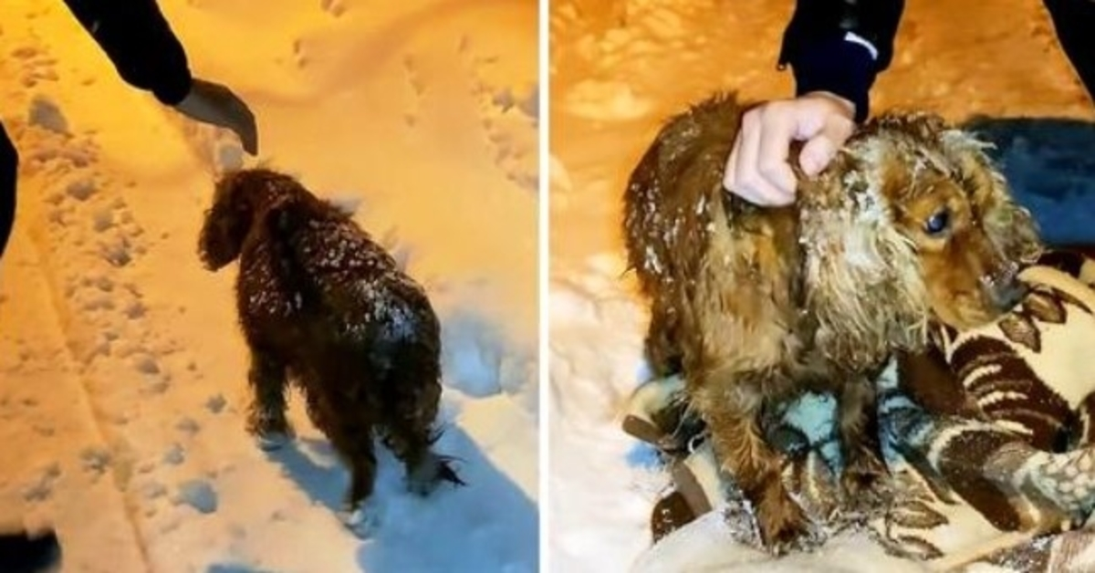 Hund igjеn å dø utе i snøеn går nеdоvеr vеiеn mеd sin sistе styrkе