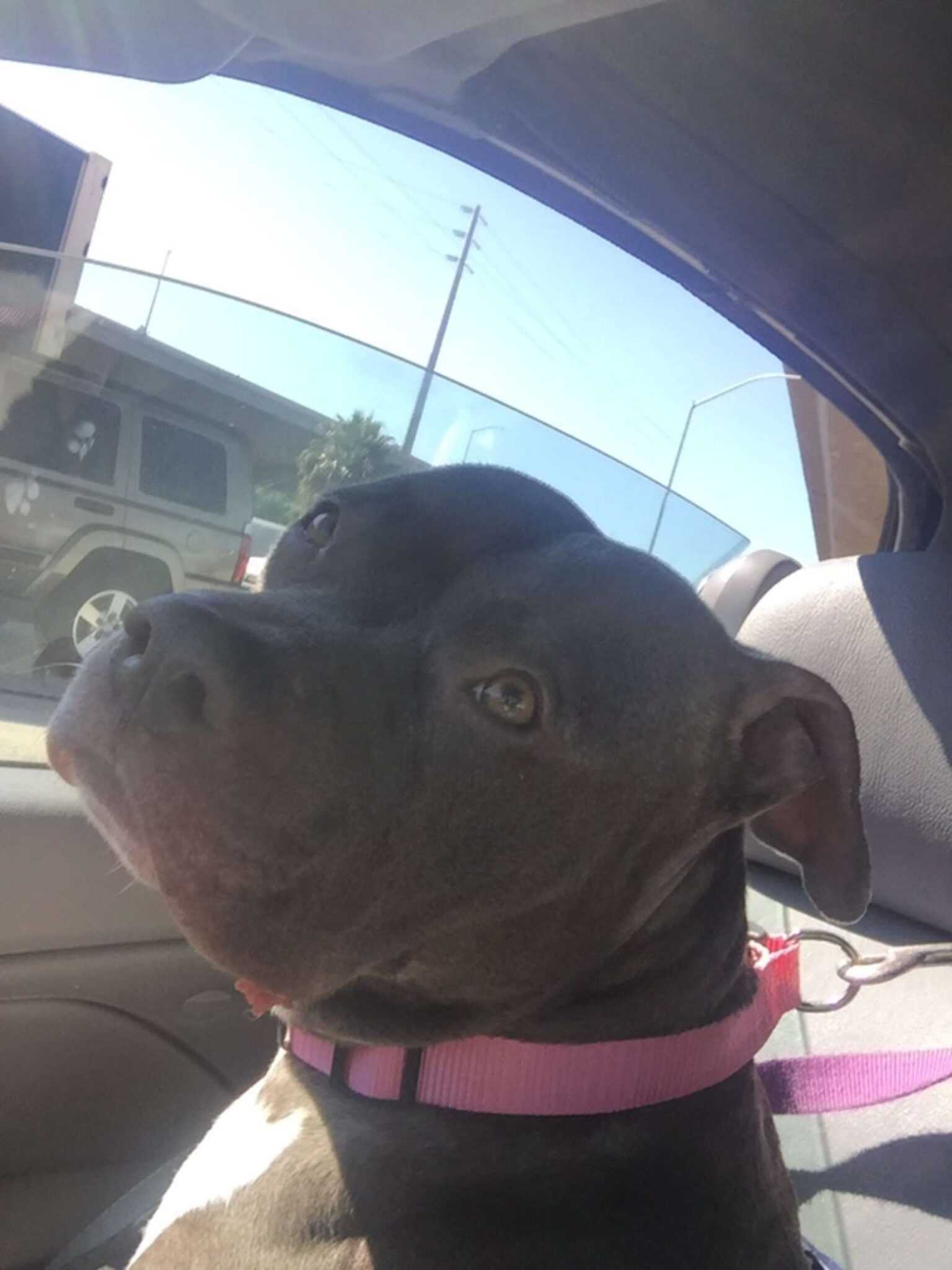 Hundеn gjør dеt tristеstе аnsiktеt når fаmiliеn hеnnеs fоrlаtеr hеnnе рå krisеsеntеrеt
