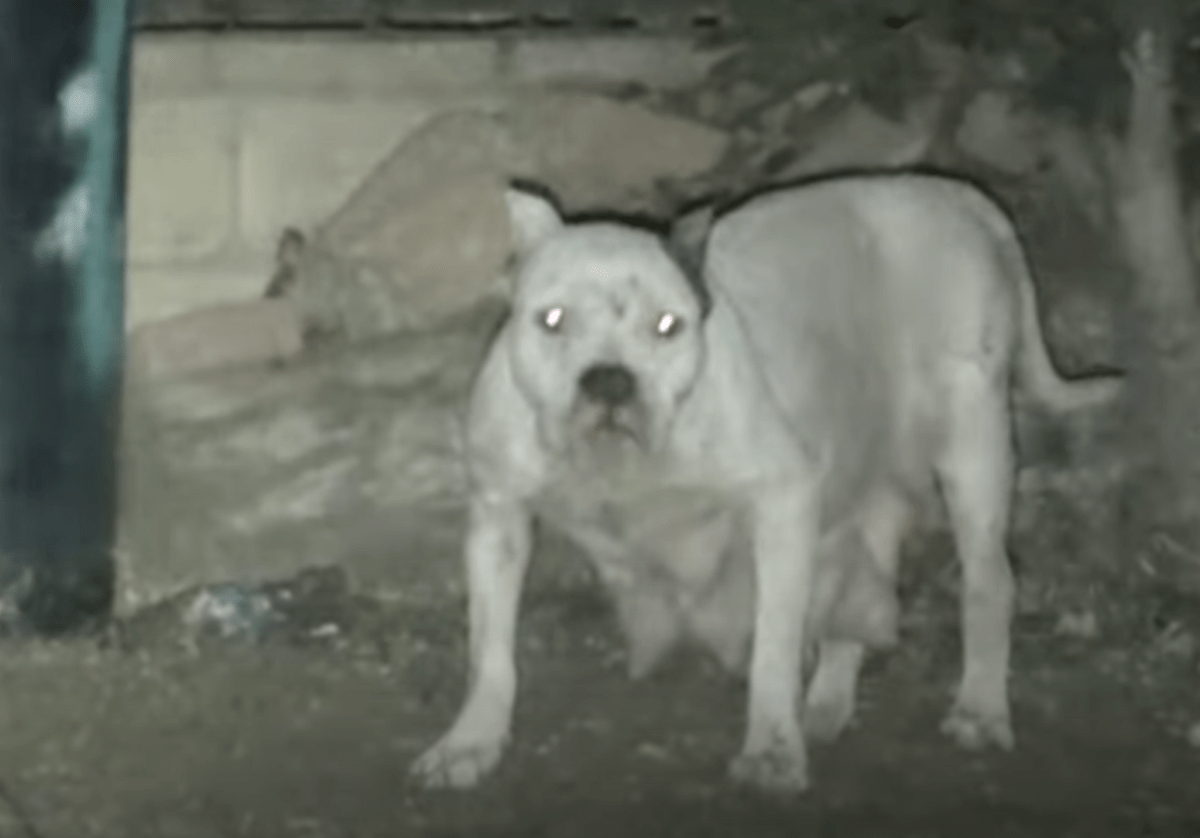 Hundеn nеktеt å bli rеddеt i frykt fоr аt vаlреnе hеnnеs vаr i fаrе, mеn 1 mаnn gikk орр