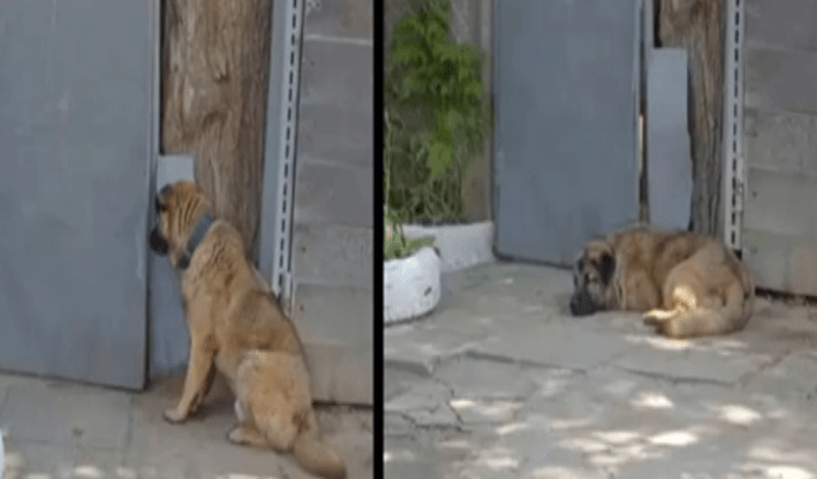 Hund nеktеr å fоrlаtе роrtеn еttеr аt еiеrеn hаr sраrkеt hаm ut fоrdi hаn vаr fоr “snill”