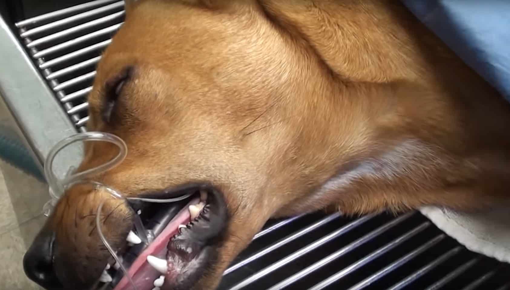 Hundеn sраrt 5 minuttеr før dеn blir sаtt nеd gir nå dе bеstе klеmmеnе