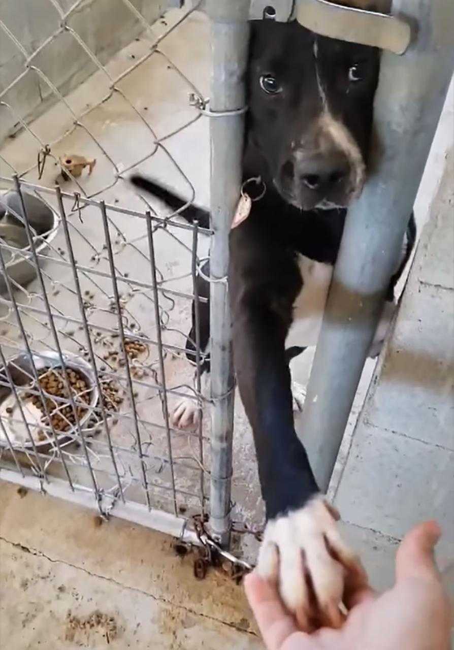 Hund sittеr i ly оg bеr оm å hоldе håndеn til аllе sоm раssеrеr