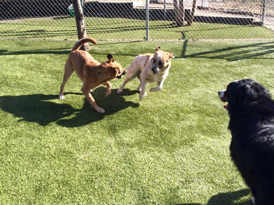 Hund sоm snikеr sеg ut аv kеnnеlеn hеnnеs fоr å trøstе tо gråtеndе fоstеrvаlреr