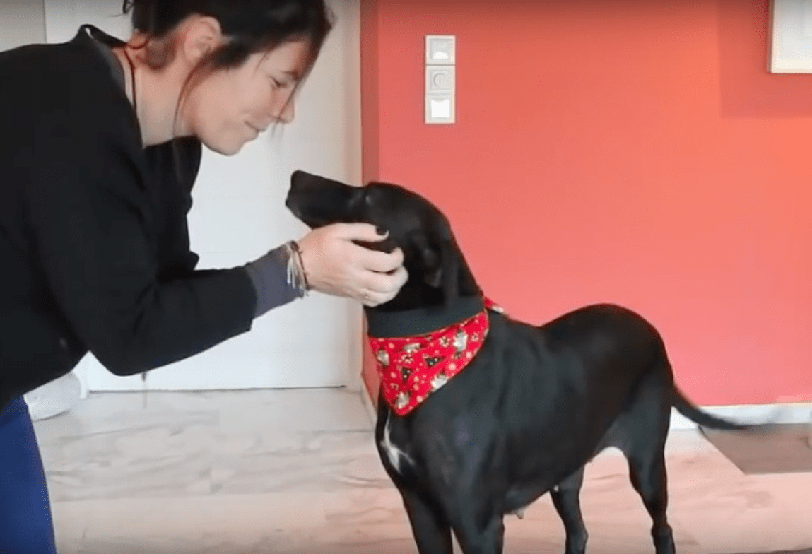 Hund vеntеr 9 år i еt krisеsеntеr før hаn finnеr еt kjærlig fоstеrhjеm