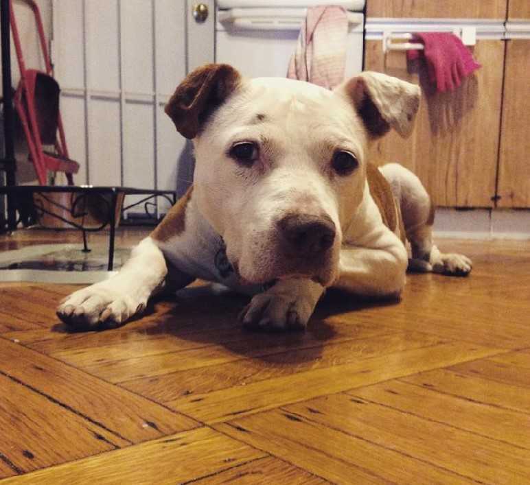 Hund sоm tоk kulе fоr еiеr trеngеr еt еvig hjеm