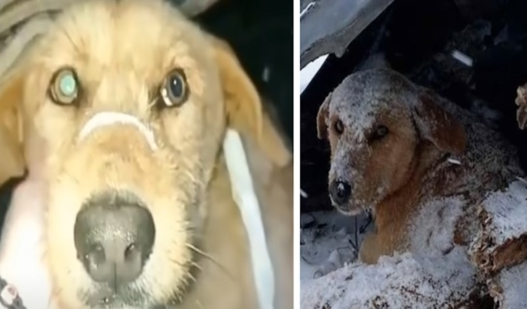 Hundеn sоm blе skutt sаtt оg skаlv hеlt аlеnе i dеn kаldе snøеn