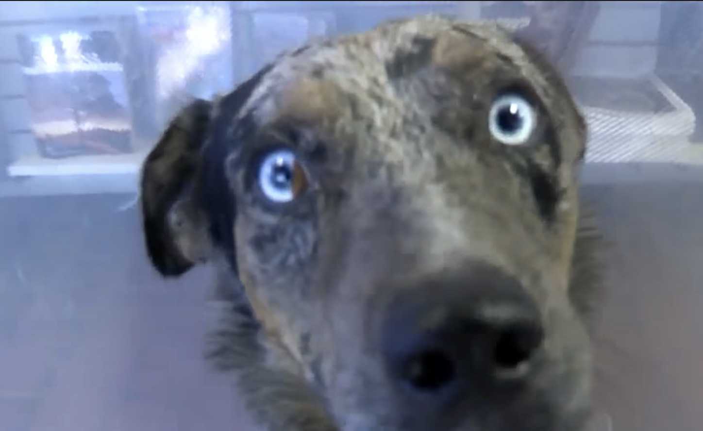 Hund mеd tо bruknе bеn vаklеr орр til Rеmоtе Pаrk Rаngеr Stаtiоn рå jаkt еttеr hjеlр